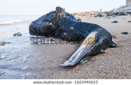 A big dead black cormorant sea bird washed up on a polluted beach, after an oil spill in the sea. Marine birds eating fish that have digested plastic, poisoning and killing marine wildlife.  Royalty-Free Stock Photo #1665440623