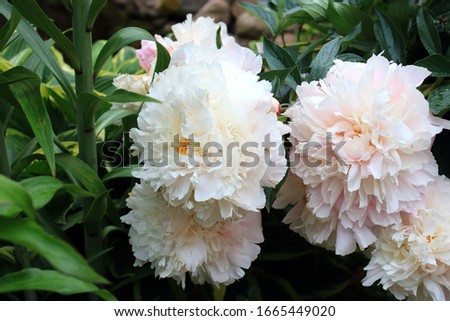 A lot of white big peonies close-up. Big light pink peony blooming in the garden after the rain. Care of garden peonies and plants. Landscape design