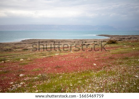 Judean Desert and the Dead sea shore in a spectacular rare spring bloom, cloudy sky background  February 2020, Eastern Israel