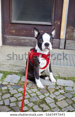 Cute tiny curious black and white Boston Terrier puppy in red harness out in the park. Also called the American gentleman.