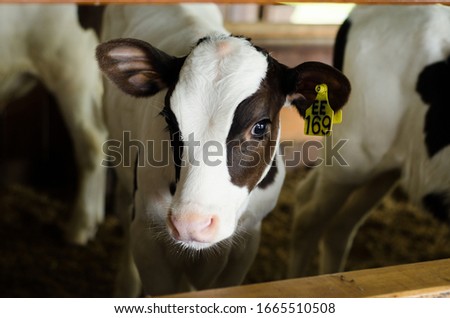 Kundasang Dairy Farm livestock Picture