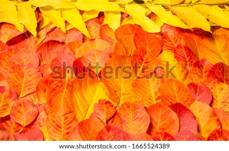 texture, background, pattern, autumn leaves, bright saturated colors, trees are amazingly beautiful in autumn, nature says goodbye to warm summer days