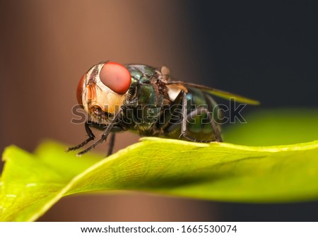Closed up macro ; Extremely sharp and detailed of fly heads. Focus on red eye. House fly on leaf isolated on black background. Education and natural concept.