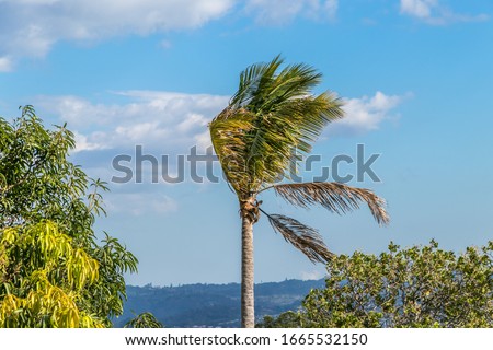 A palm tree dancing with the wind