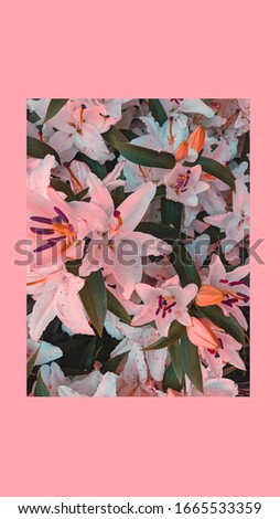 Fashion 
aesthetic wallpaper phone.  Bloom lily flowers background. Spring Summer romantic mood
