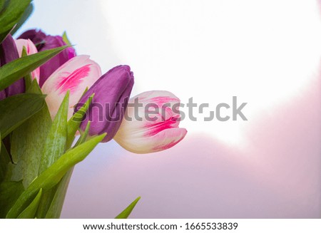 Bouquet of spring tulips . Concept of flowers for Valentine's Day , mother 's Day or March 8