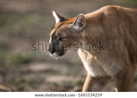 Portrait of a cougar in the forest