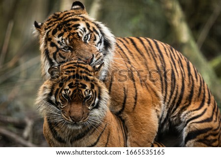 mating of two tigers in the forest Royalty-Free Stock Photo #1665535165