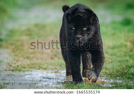 Portrait of a black jaguar in the forest