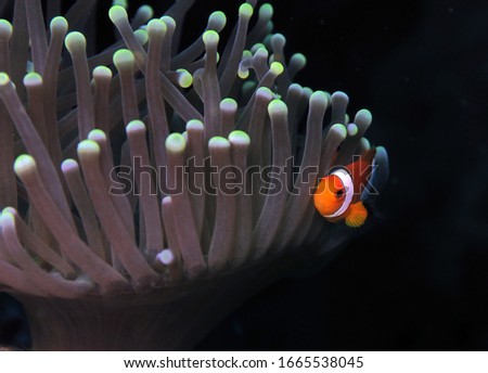 False clown anemonefish in anemone Cebu Philippines