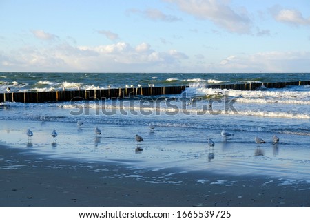 Flock of seagulls standing on wet sand on beach of sea. Waves crashing on the breakwater. Baltic Sea coast, Dziwnowek, Poland
