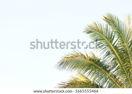 Natural white background leaf picture