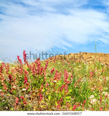 Magnificent spring wild flowering in a rocky desert on the Dead Sea coast in Israel