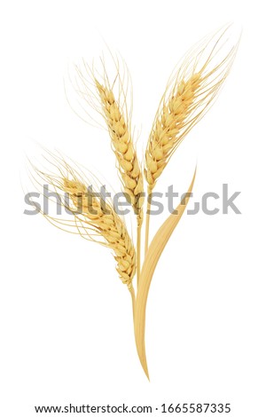paddy rice barley wheat oats seed isolated white background.  This has clipping path. Royalty-Free Stock Photo #1665587335