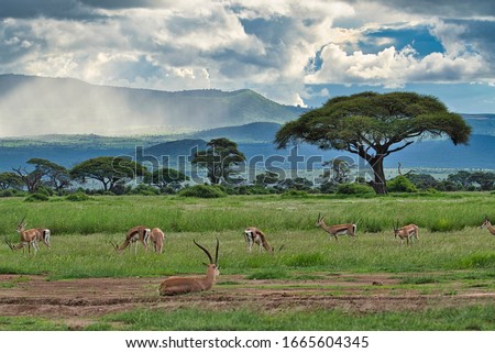 Antelopes in the National Park Tsavo East, Tsavo West and Amboseli in Kenya Royalty-Free Stock Photo #1665604345