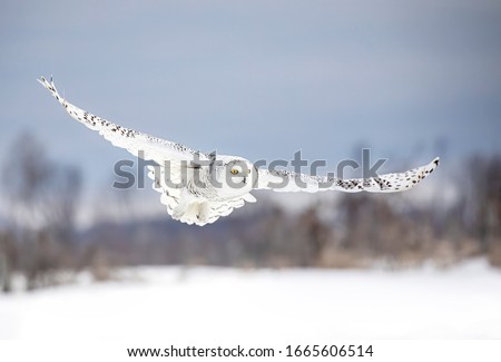 Snowy owl (Bubo scandiacus) in flight hunting over a snow covered field in Ottawa, Canada