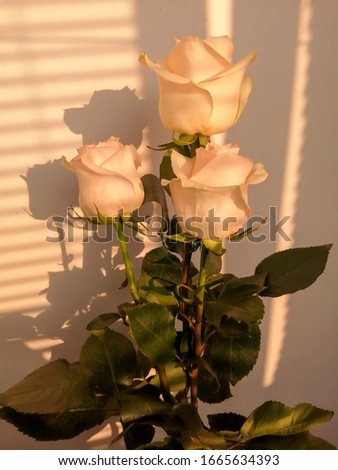 A delicate bouquet of cream-colored roses in the soft light of the setting sun. Bouquet on the background of the wall with shadows from the blinds.