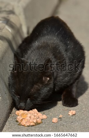 black stray cat eats on the pavement on the street