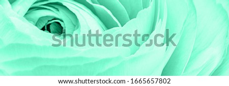 Abstract monochrome backdrop with ranunculus flower in trendy Aqua mint colour toned. COLOR TREND 2020 Aqua Menthe, banner