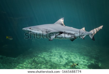 Blacktip reefs shark swimming in deep green under water with sun lighting.