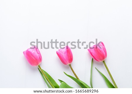 Side view of three small vivid pink tulip flowers and green leaves on a white painted wooden table, beautiful indoor floral background photographed with small focus
