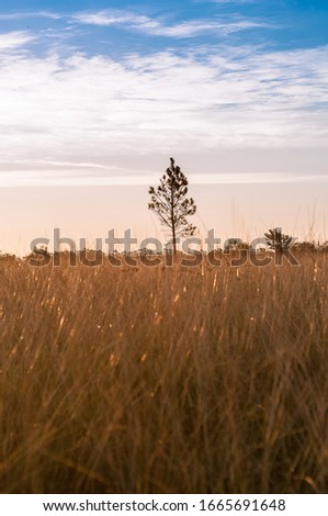 Landscape. Yellow grass in the foreground with lonely tree in the background, sky, and clouds.