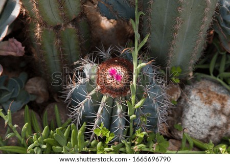 light purple flower of cactus in desert