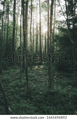 nature and forest pictures around sweden