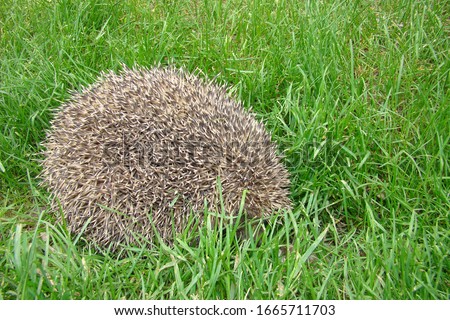 Hedgehog.
Hedgehog curling up into a ball.
Hedgehog on grass in the garden. European hedgehog (Erinaceus europaeus). delightful summer scene. animal is looking forward.
mammal, wild nature, wildlife Royalty-Free Stock Photo #1665711703