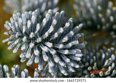Cold fantasy coniferous textured landscape abstract macro background. White silver spruce needles macro with rain drops on, selective focus.