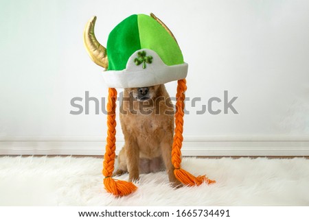 Cute dog wearing St. Patrick's Day costume hat