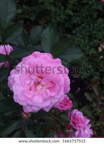 Pink flower in Washington park - Seattle