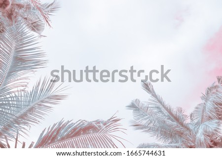 palm leaves on a light background, light tint with blur, frame for text, background cover Royalty-Free Stock Photo #1665744631
