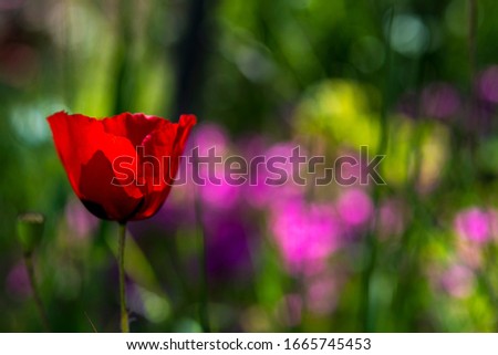 Beautiful poppy in the countryside of Tuscany 