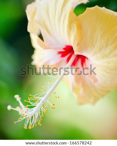 Hibiscus flower on a green background.