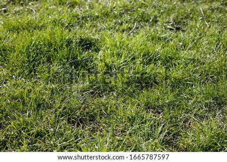 Closeup image of green vibrant grass in the morning 