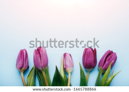 Bouquet of violet tulips on blue background close-up, top view