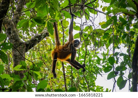Wonderful Wildlife in Costa Rica Royalty-Free Stock Photo #1665818221