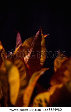 Colorful leaves from a garden in Brazil. Yellow plant with dark background.

