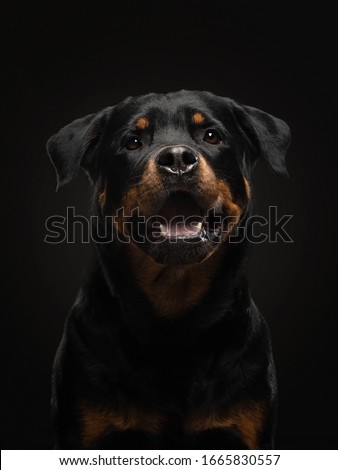 Portrait of a dog in the studio. Rottweiler on a black background. photo Pet for advertising. Animal emotions