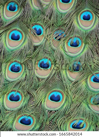 Peacock ' s feather close-up of a peafowl tail plumage which shows a pattern of colorful eyes and circles in green , blue ,  turquoise brown yellow and white . Looks like a textured background Royalty-Free Stock Photo #1665842014