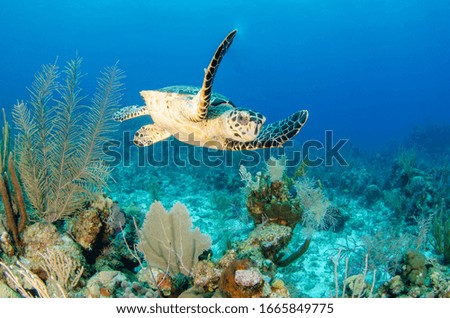 Turtles in Grand Cayman Island