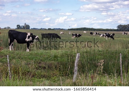 Set of cows grazing in the field. One of them looking closer to the camera, with its ears marked by yellow labels