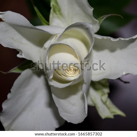 A close-up photograph of a blossoming white rose. 