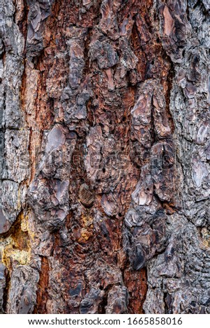 Wood cortex texture on a tree