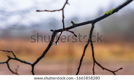 Closeup shot of thin tree brunches reaching to the sky on blurred background.