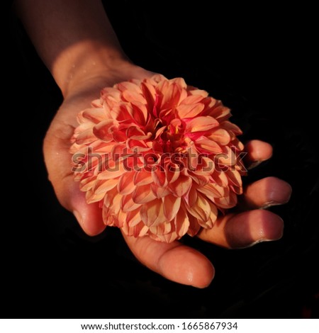 Chrysanthemums flower blossom orange colour holding in hand Isolate images with dark background.