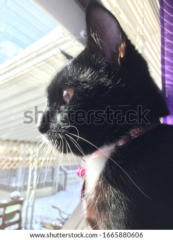 Black and white cat looking out purple curtains of window in winter sun 