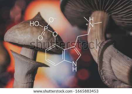 chemical formula of psilocybin on a blackboard Mushroom. Psilocybin mushroom. Close up Magic shroom. Psychedelic drug. Dry Psilocybe cubensis. Albino A strain. Royalty-Free Stock Photo #1665883453