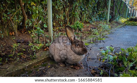 Rabbit of dark gray color in house yard 